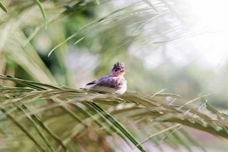 A cute baby bulbul bird is perched on the tree