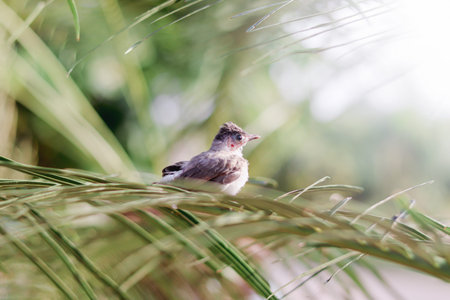 A cute baby bulbul bird is perched on the tree