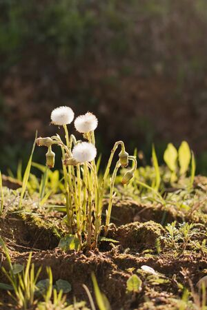 mother and stepmotherの写真素材