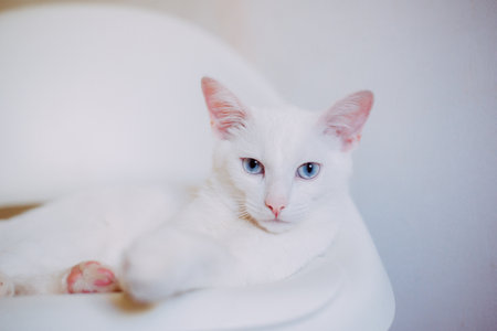White cat with blue eyes sitting on chair in the room, white backgroundの写真素材