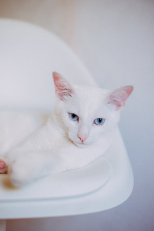 Beautiful white cat with blue eyes sitting on a white chair.の写真素材