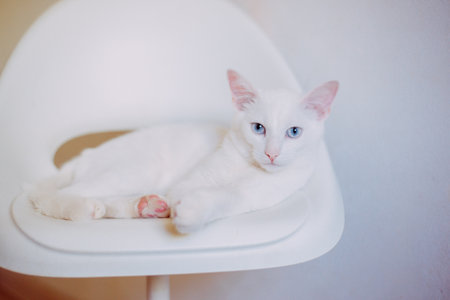 Beautiful white cat with blue eyes on a white chair in the roomの写真素材