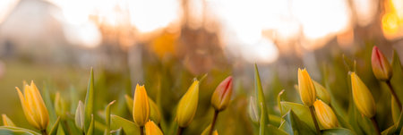 tulip banner sunset foto cute natureの写真素材