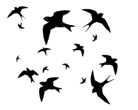 Flying swallows on a white backgroundのイラスト素材
