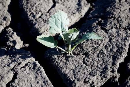 plant growing  in the cracked soilの写真素材