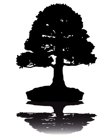 Japanese bonsai  tree  silhouette  on white backgroundのイラスト素材