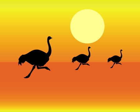 black silhouettes of running ostrich on an orange backgroundのイラスト素材
