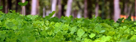 young green clover in a blurの写真素材