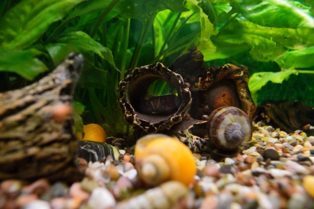 World aquarium snails and aquatic plantsの写真素材