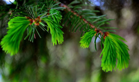 young tree needles