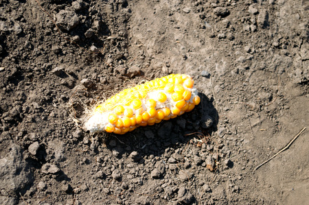 ripe ear of corn lying on the groundの写真素材