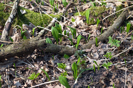 Young green spring forest vegetation