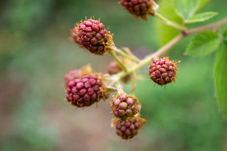 sprigs of emerging spring berries on a green backgroundの写真素材
