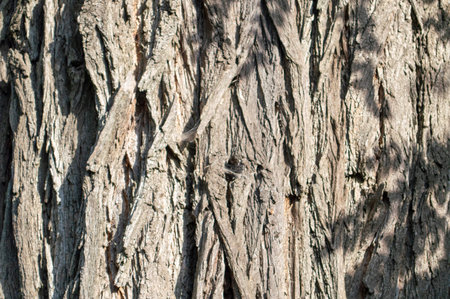 deciduous tree bark background