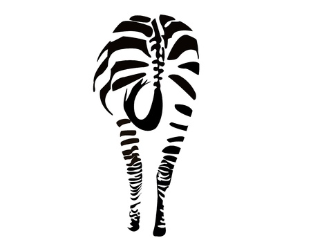 zebra on white backgroundのイラスト素材