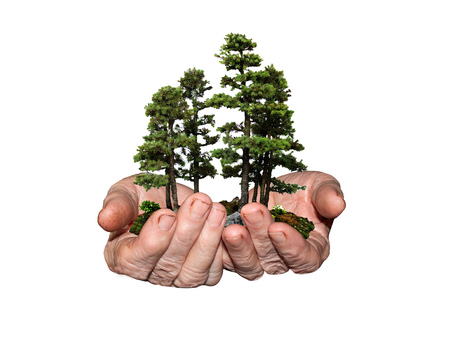 in the hands of the old trees stand on a white backgroundの写真素材