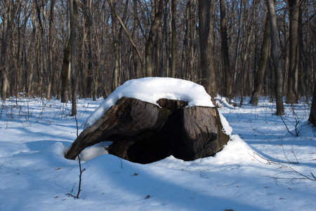 the stump of a tree covered in snow the month of Januaryの写真素材