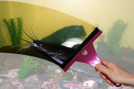 Hand washing glass aquarium views African catfish fishの写真素材