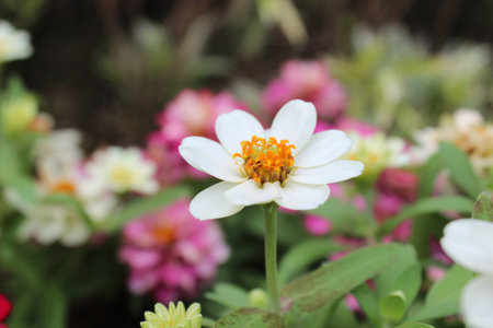 White flowerの写真素材