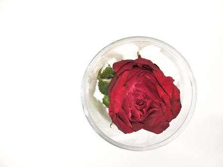 Red rose in vase on white backgroundの写真素材