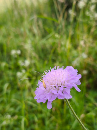 This high-quality macro photograph captures the delicate beauty of a purple Field Scabious in full bloom. A tiny moth with remarkably long antennae rests on the vibrant petals, creating a serene moment of natural interaction within its habitat. The composition features a shallow depth of field, causing the background of lush green grass and distant wildflowers to blur into a soft, dreamy bokeh. The natural light emphasizes the intricate details of the flowers pin-cushion center and the soft texture of its petals. This image evokes a peaceful, summer mood, making it ideal for botanical guides, environmental blogs, nature-themed website banners, or educational materials focusing on meadow ecosystems and local biodiversity.の写真素材