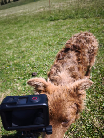 A friendly, long-haired brown dog with its tongue out, enjoying a bright summer day on a grassy slope in the Pieniny Mountains, Poland. The background features a clear blue sky, a ski lift, and lush green forests. Some shots show the curious dog approaching a camera on a tripod.の写真素材