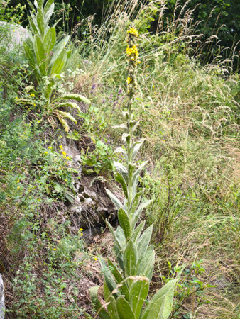 This high-quality botanical photograph features a majestic Verbascum, commonly known as a mullein...