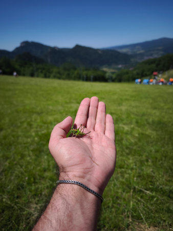 This high-quality vertical photograph captures a serene moment of connection between humans and the natural world. In the sharp foreground, a detailed green grasshopper sits calmly on the open palm of a mans hand, which is adorned with a silver bracelet. The background features a beautiful, soft-focus view of a sun-drenched green meadow, rolling hills, and majestic mountains under a clear blue sky. The composition emphasizes the contrast between the small, intricate insect and the vastness of the wilderness. This image evokes feelings of curiosity, peace, and environmental stewardship. It is perfect for travel blogs, educational content regarding entomology, outdoor lifestyle branding, or environmental awareness campaigns focusing on biodiversity.の写真素材