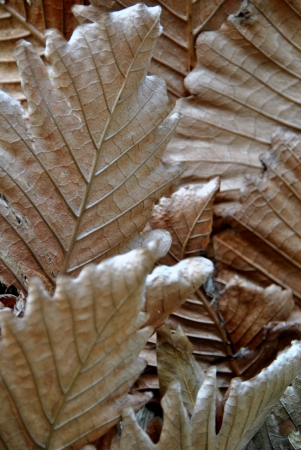 Dry Leafの写真素材