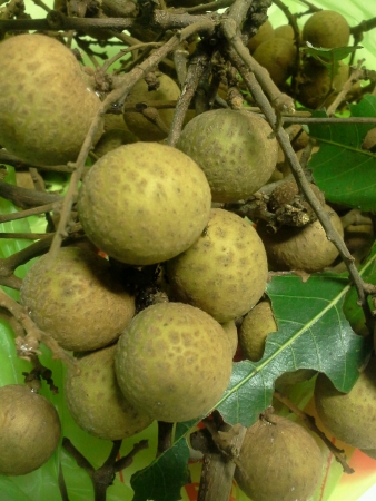 Fresh longans in Thailandの素材