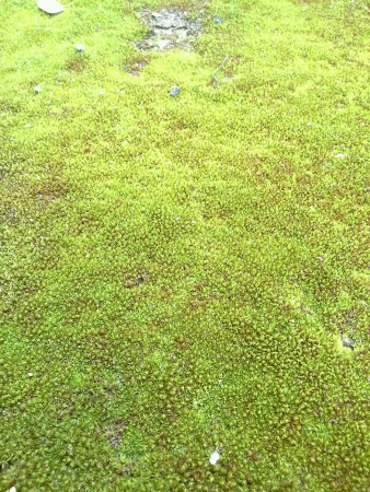 green moss on groundの素材