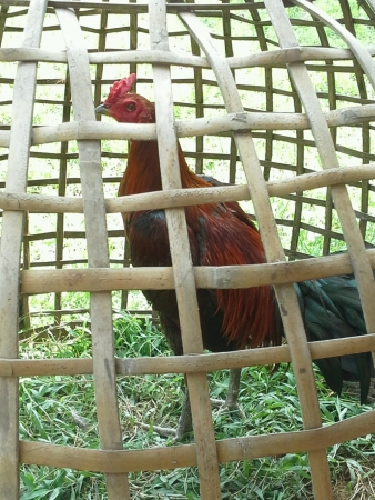 thai fighting cock in cageの素材