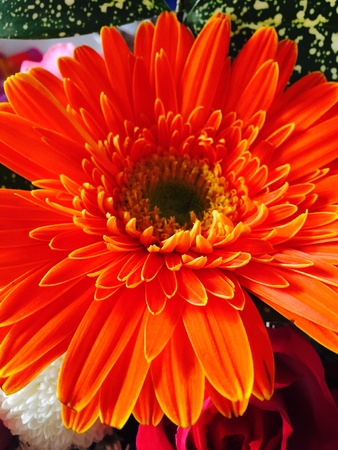 Orange flowerの素材