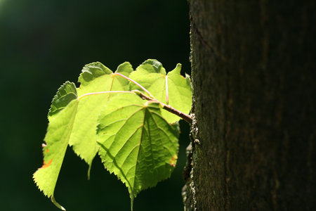 Tree sprout