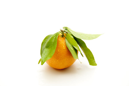 Tangerine with leavesの写真素材