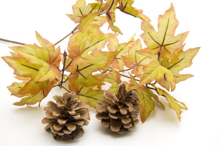 Pine plugs with autumn branch