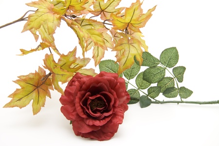 Rose and autumn branchの写真素材