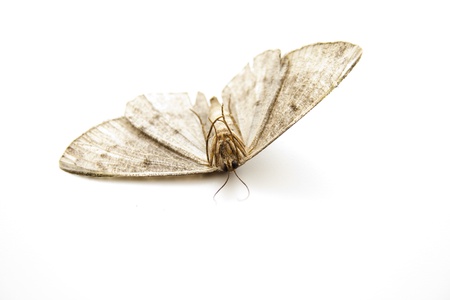 Dead moth on the backの写真素材