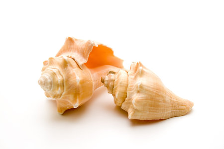  Drunkenness mussel