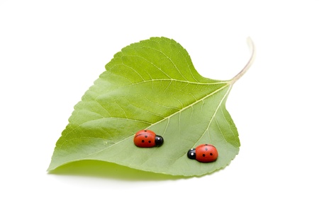 Beetle on a leafの写真素材