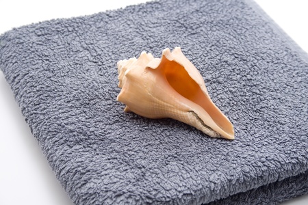  Hand cloth with sea musselの写真素材