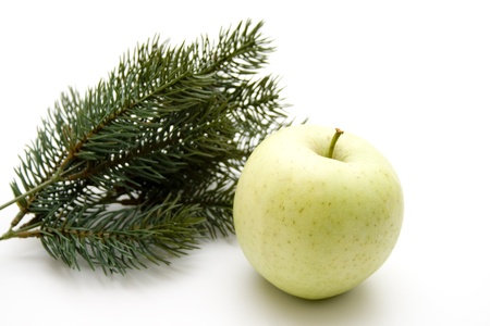  Apples and fir branchの写真素材