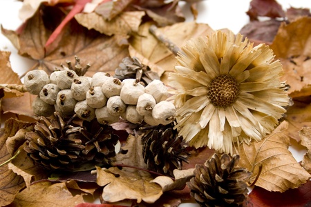 Autumn leaves with dry flowerの写真素材