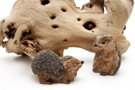 Hedgehog pair of with wooden rootの写真素材