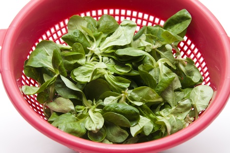 Field Salad in the kitchen sieveの写真素材