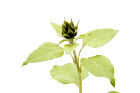 Sunflower budの写真素材