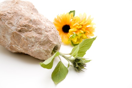 Stone vase with sunflowerの写真素材