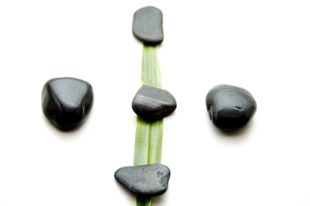Green plant leaf with black stonesの写真素材