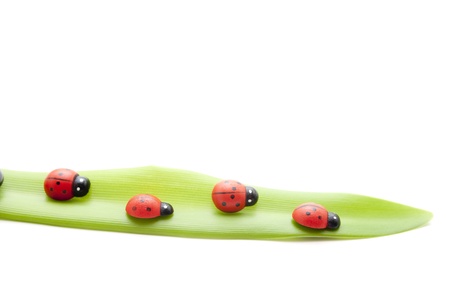Ladybug on leafの写真素材