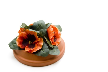 Flowers on an unterplateの写真素材